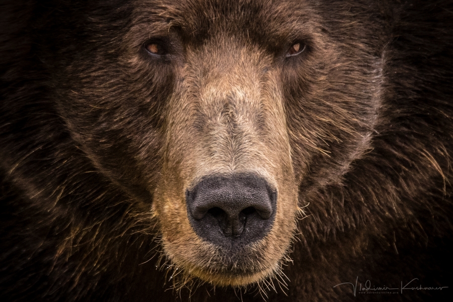 TECHNICAL ASPECTS OF SHOOTING A BROWN BEAR HUNT